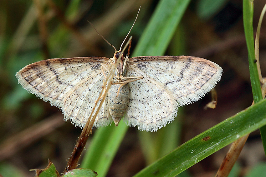 Idaea humiliata? S